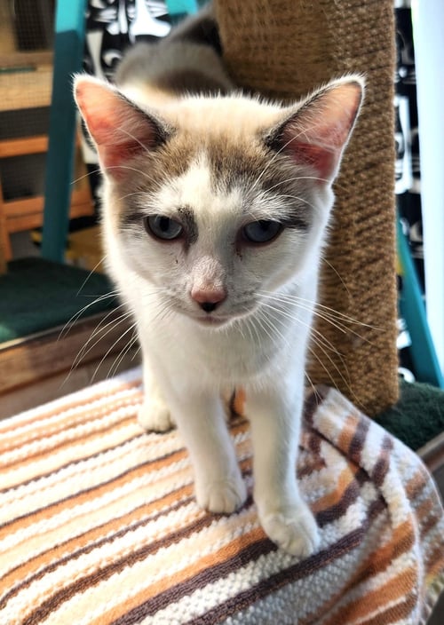 MEATBALL - Domestic Short Hair / Siamese available for adoption