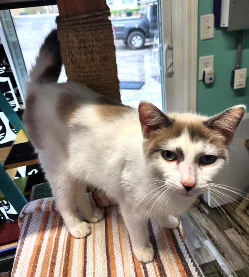 MEATBALL - Domestic Short Hair / Siamese available for adoption