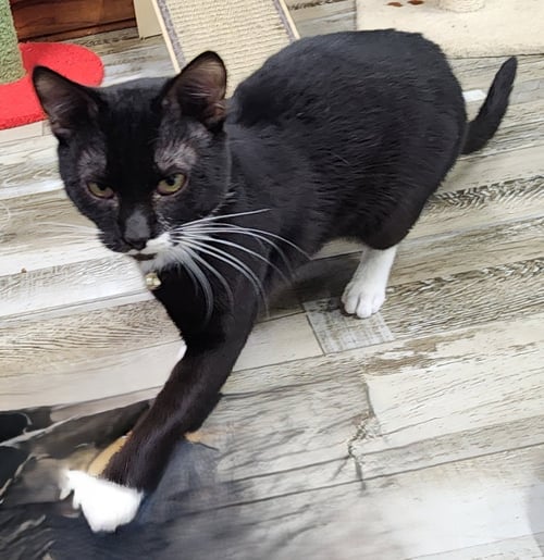 CARLTON - Domestic Short Hair available for adoption