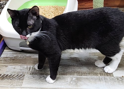 CARLTON - Domestic Short Hair available for adoption