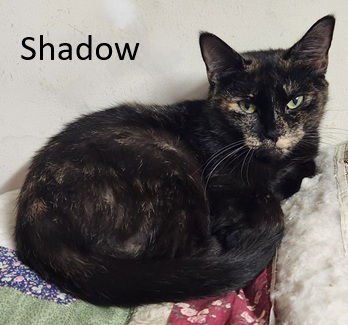 SHADOW - Domestic Short Hair available for adoption