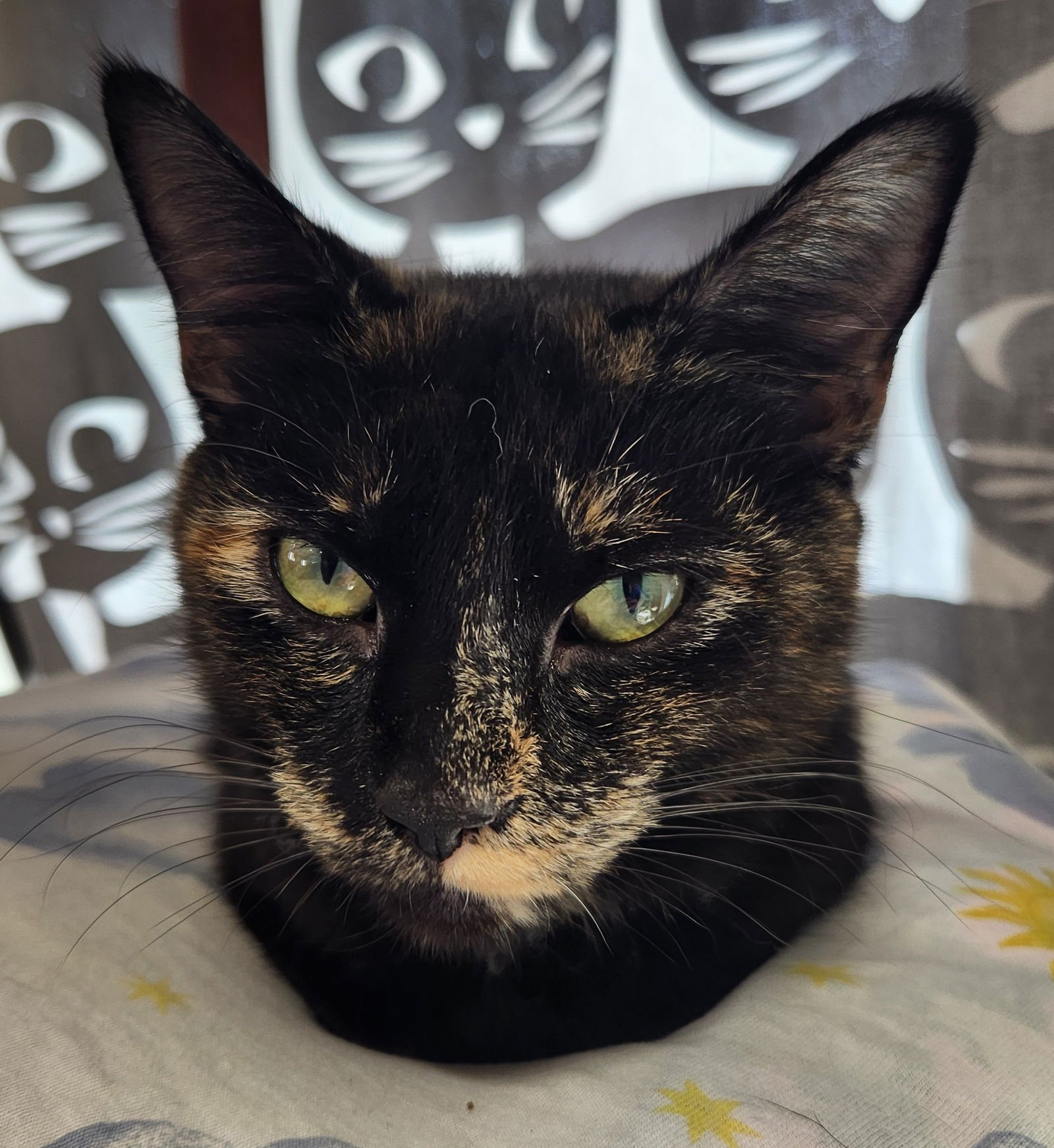 SHADOW - Domestic Short Hair available for adoption