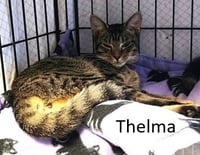 Thelma - Photo 1