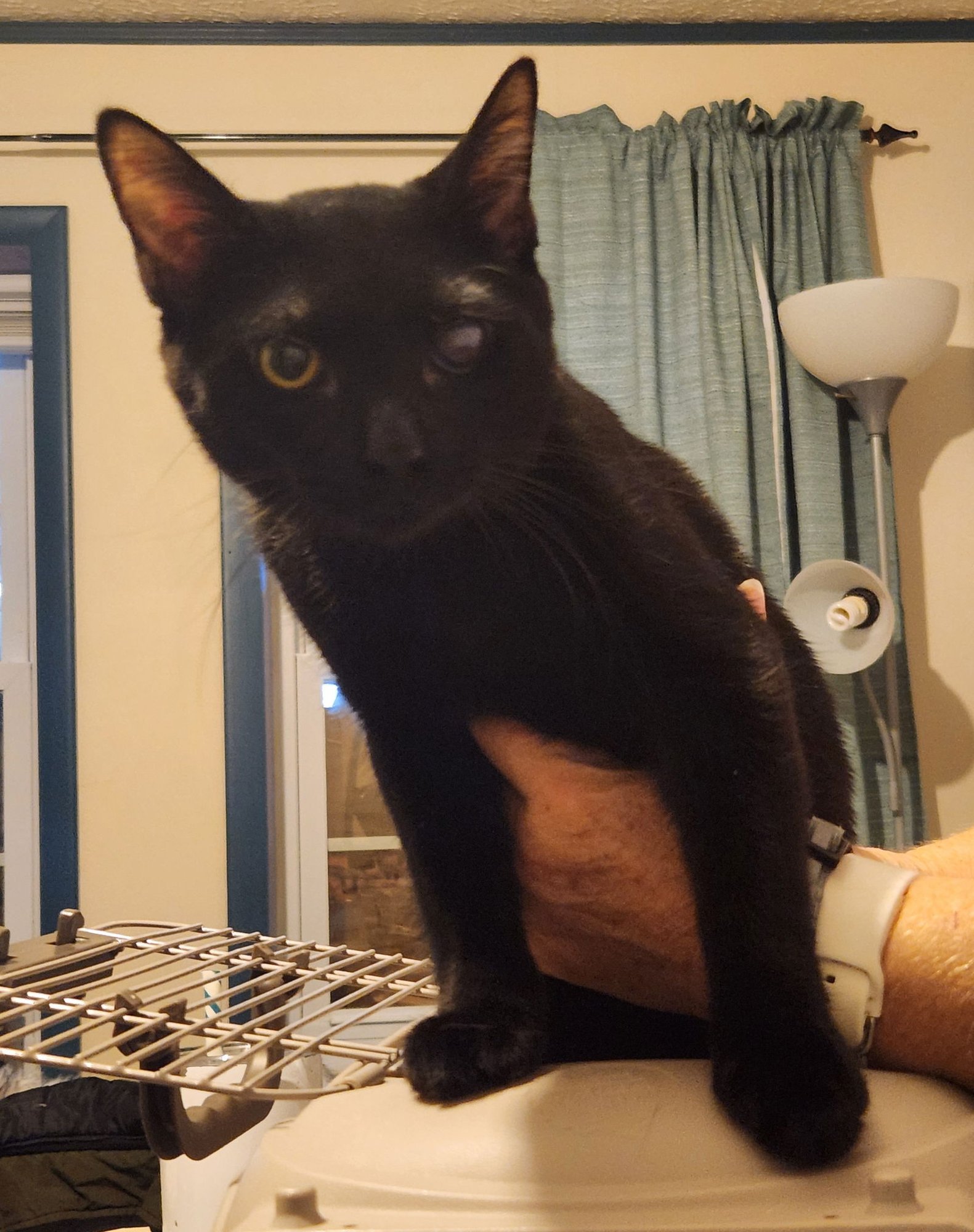 JUSTIN - Domestic Short Hair available for adoption