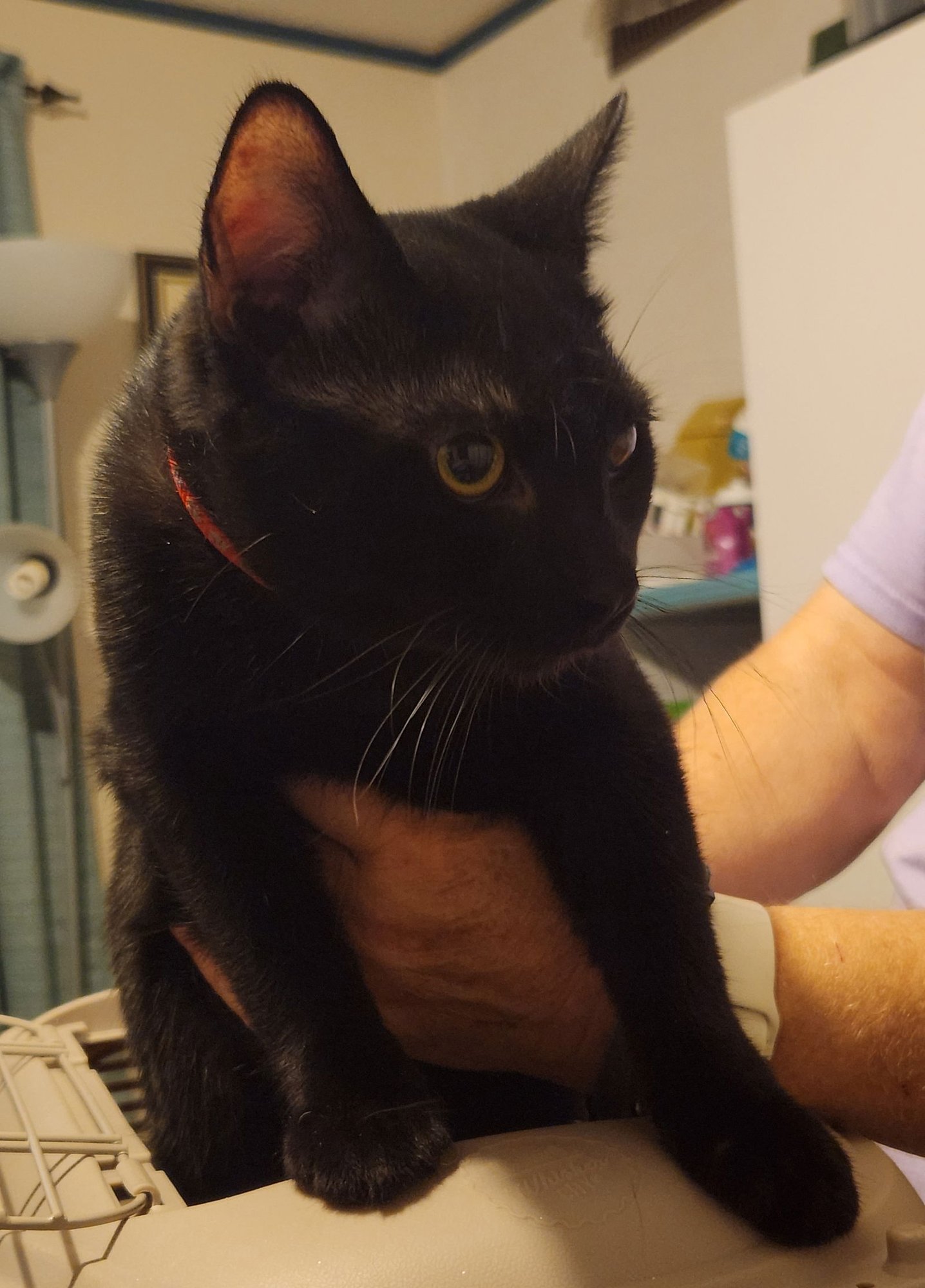 JUSTIN - Domestic Short Hair available for adoption