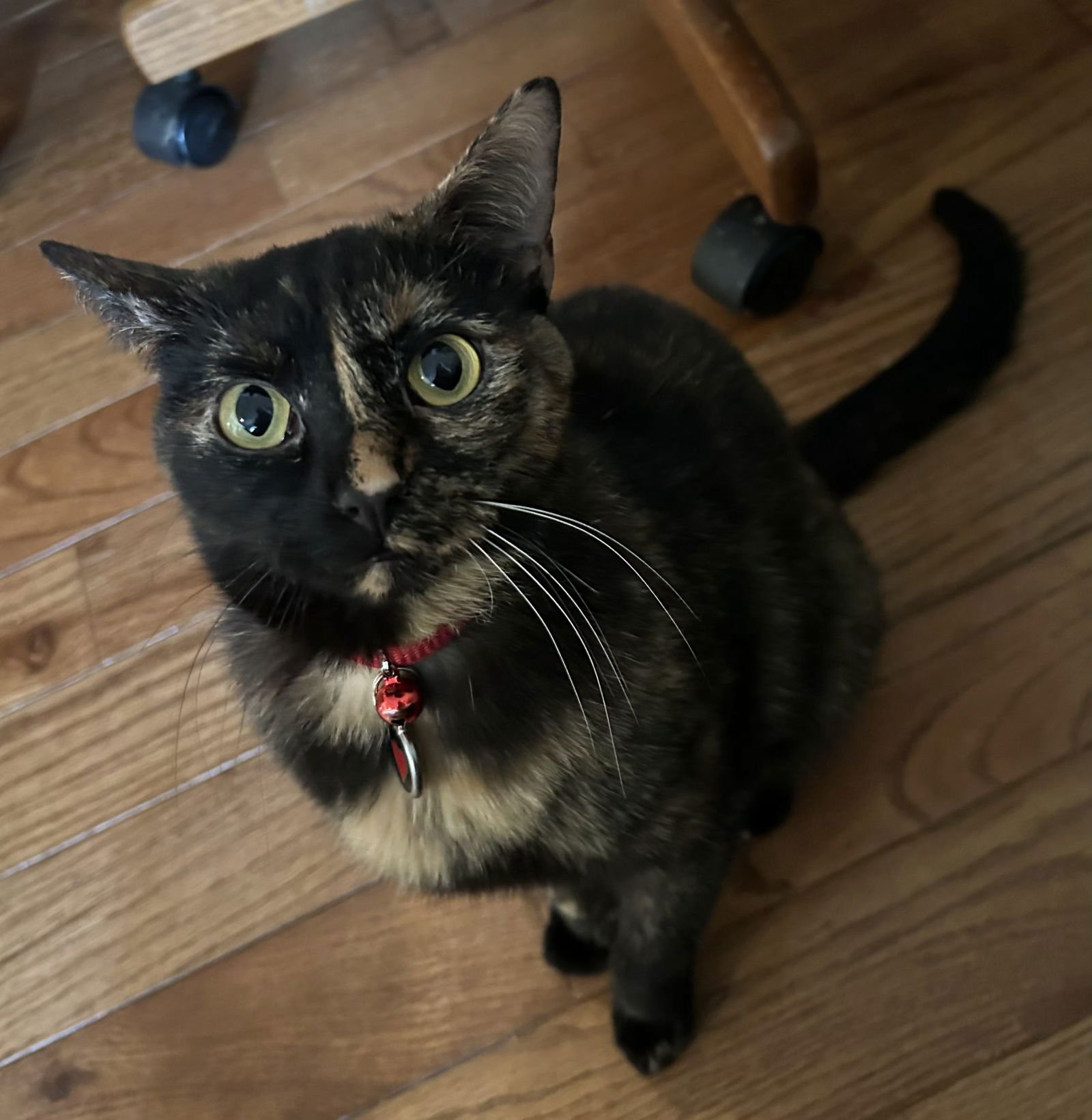 TRIXIE - Domestic Short Hair available for adoption