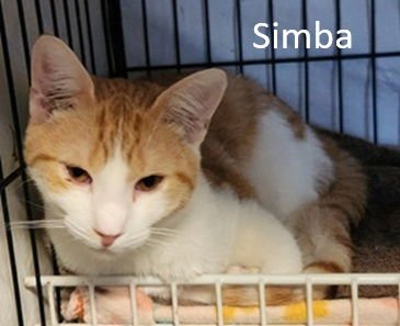 SIMBA - Domestic Short Hair available for adoption