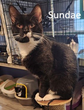 SUNDAE - Domestic Short Hair available for adoption
