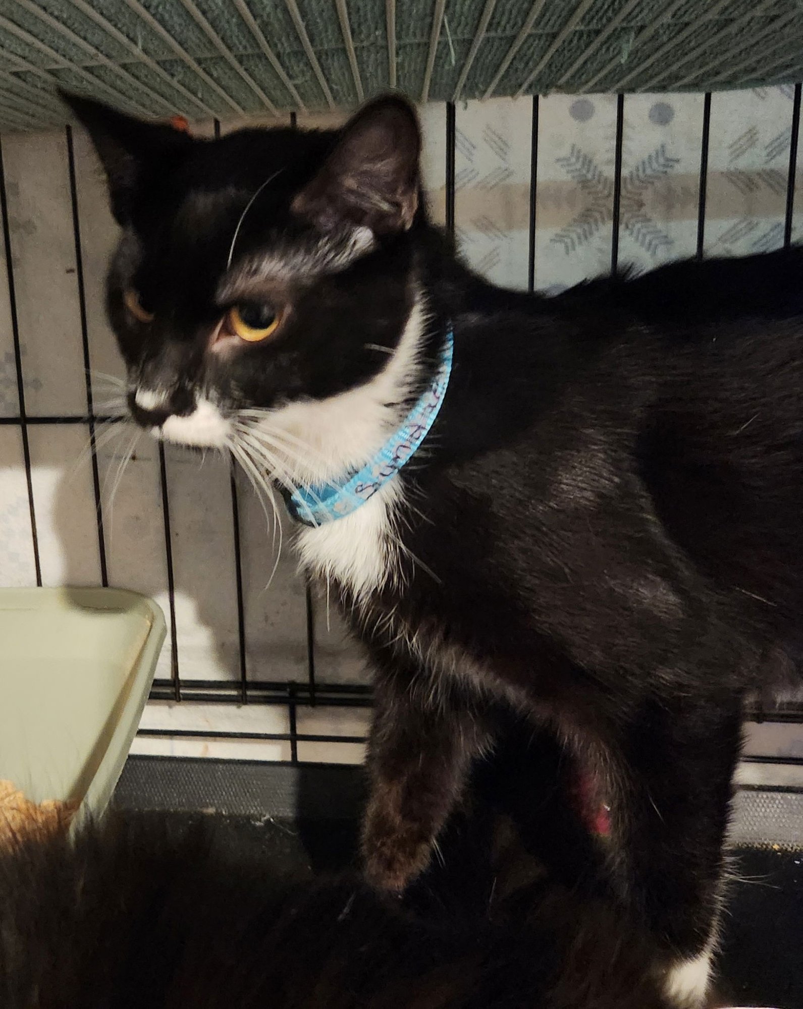 SUNDAE - Domestic Short Hair available for adoption