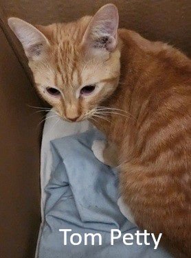 TOM PETTY - Domestic Short Hair available for adoption