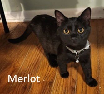 MERLOT - Domestic Short Hair available for adoption