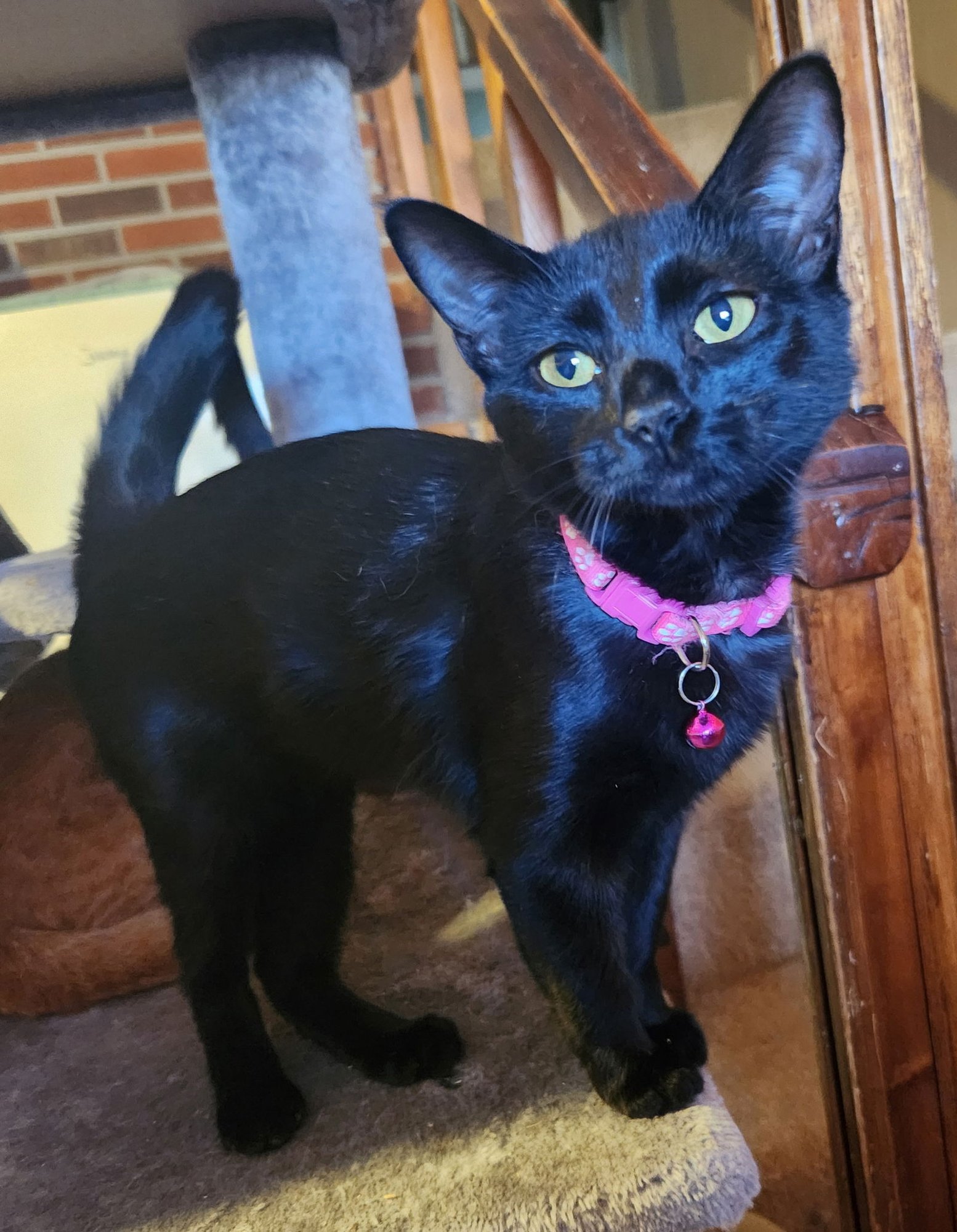 MERLOT - Domestic Short Hair available for adoption