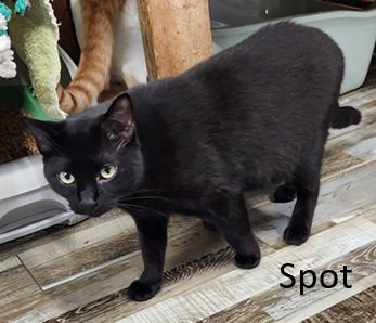 SPOT - Domestic Short Hair available for adoption
