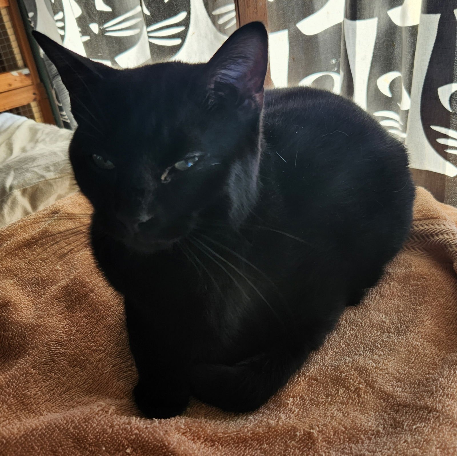 SPOT - Domestic Short Hair available for adoption