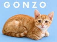 Gonzo (Courtesy Post) - Photo 2