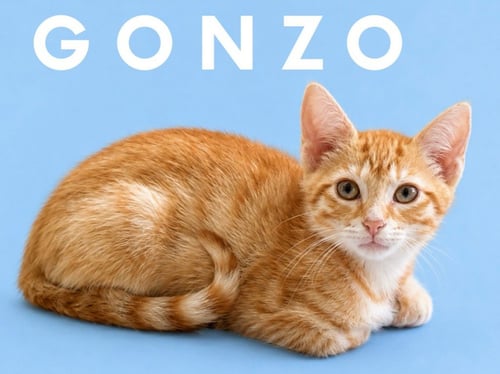 GONZO (COURTESY POST) - Domestic Short Hair available for adoption