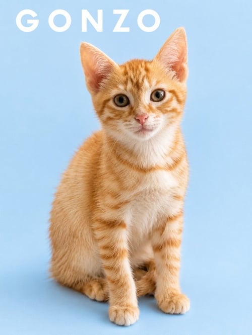 GONZO (COURTESY POST) - Domestic Short Hair available for adoption