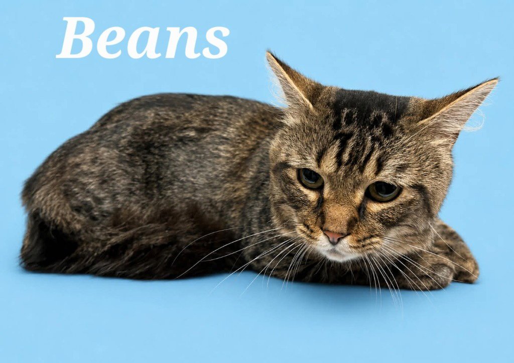 Beans Image