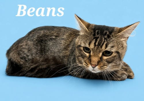 BEANS - Domestic Medium Hair available for adoption