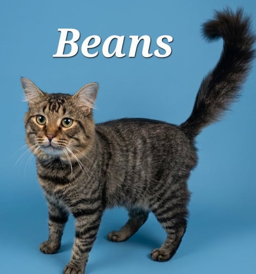 BEANS - Domestic Medium Hair available for adoption