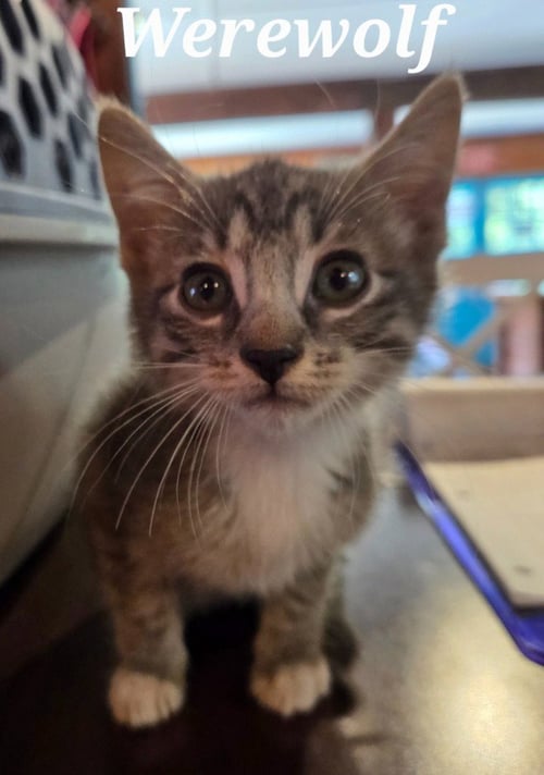 WEREWOLF - Domestic Short Hair available for adoption