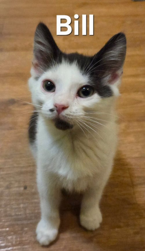BILL - Domestic Short Hair available for adoption