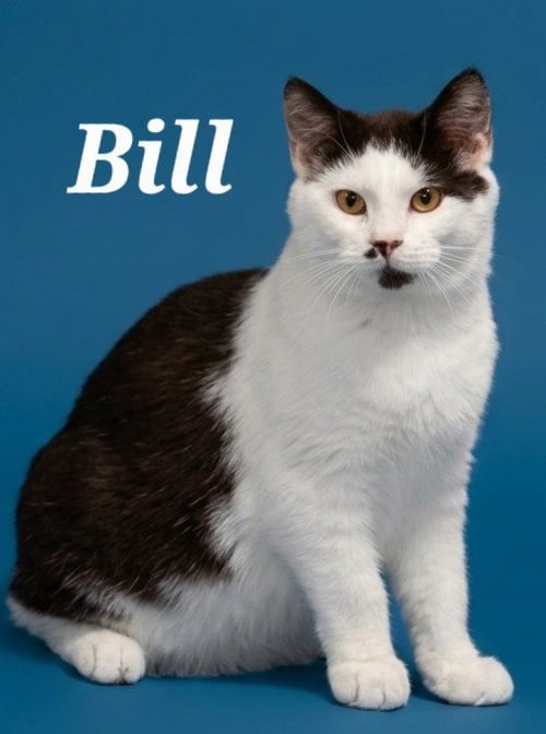 BILL - Domestic Short Hair available for adoption
