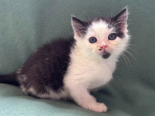 BILL - Domestic Short Hair available for adoption