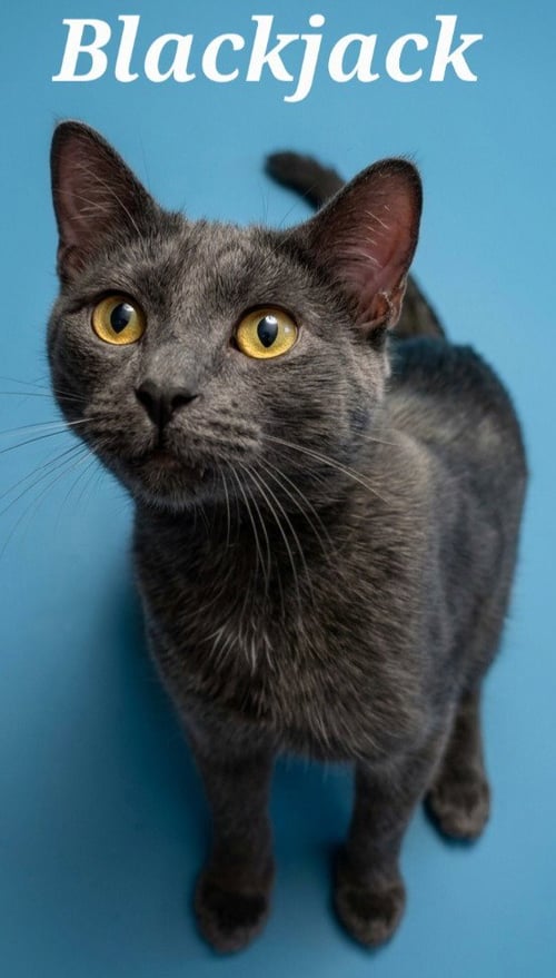 BLACKJACK - Domestic Short Hair available for adoption