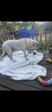 Roscoe (Courtesy Post) - Photo 1