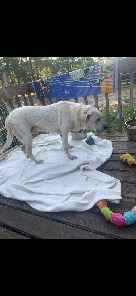 ROSCOE (COURTESY POST) - Labrador Retriever available for adoption