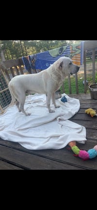 Roscoe (Courtesy Post) - Photo 2