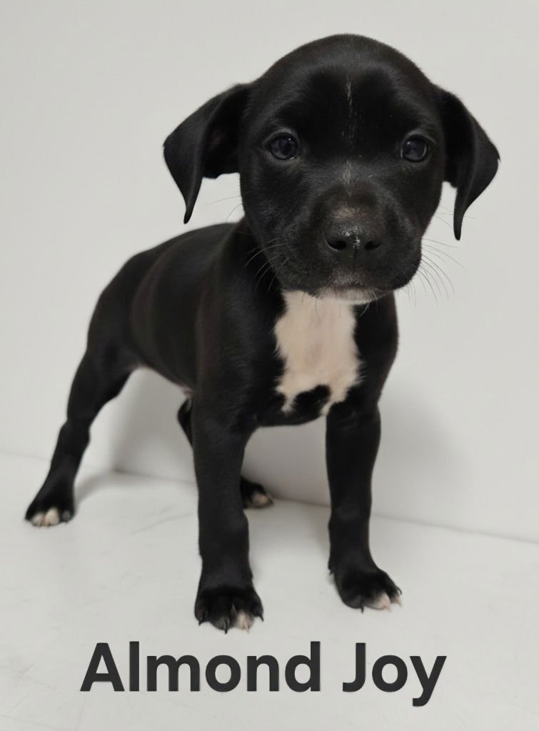 ALMOND JOY - Terrier available for adoption