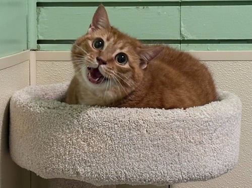 MADEA - Domestic Short Hair available for adoption