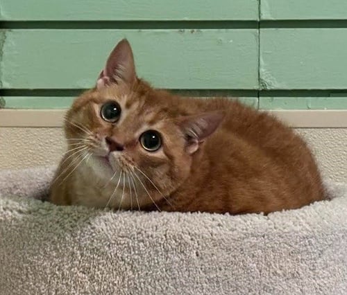 MADEA - Domestic Short Hair available for adoption