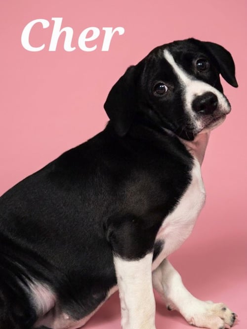 CHER - Boxer / Labrador Retriever available for adoption