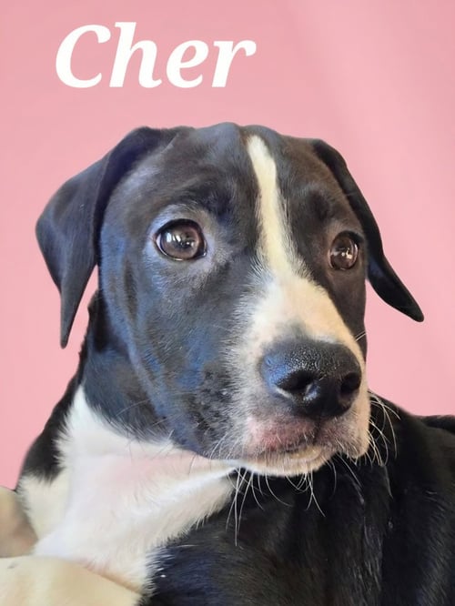 CHER - Boxer / Labrador Retriever available for adoption