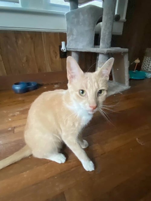 CLYDE (COURTESY POST) - Domestic Short Hair available for adoption