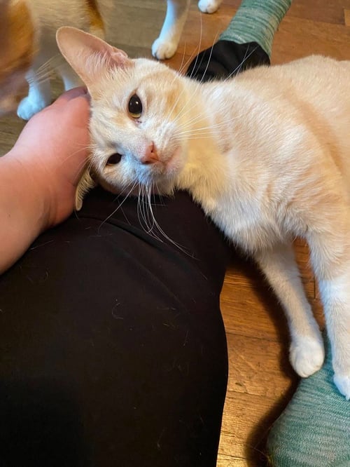 CLYDE (COURTESY POST) - Domestic Short Hair available for adoption