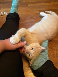 Clyde (Courtesy Post) - Photo 4