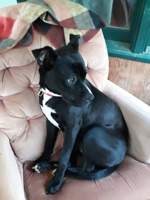 BITSY (COURTESY POST) - Labrador Retriever available for adoption