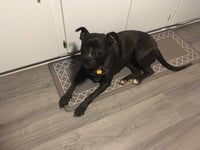 Bitsy (Courtesy Post) - Photo 1