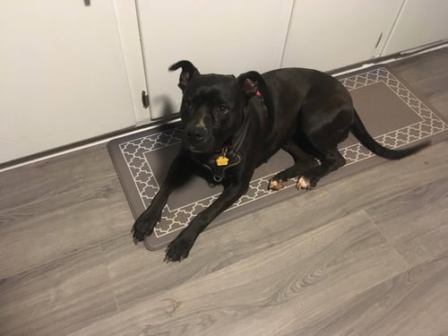BITSY (COURTESY POST) - Labrador Retriever available for adoption
