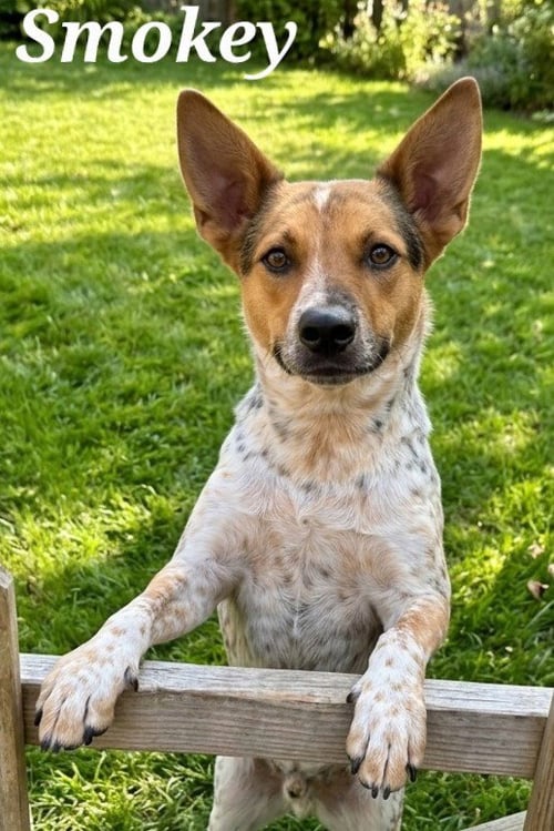 SMOKEY - Australian Cattle Dog/Blue Heeler available for adoption
