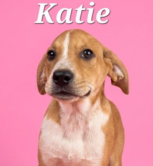 KATIE - Labrador Retriever / Terrier available for adoption
