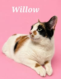 Willow - Photo 3
