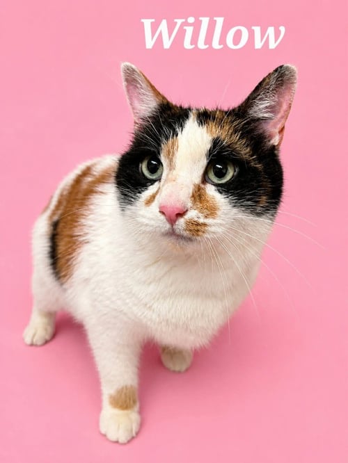 WILLOW - Domestic Short Hair available for adoption
