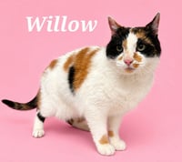 Willow - Photo 1