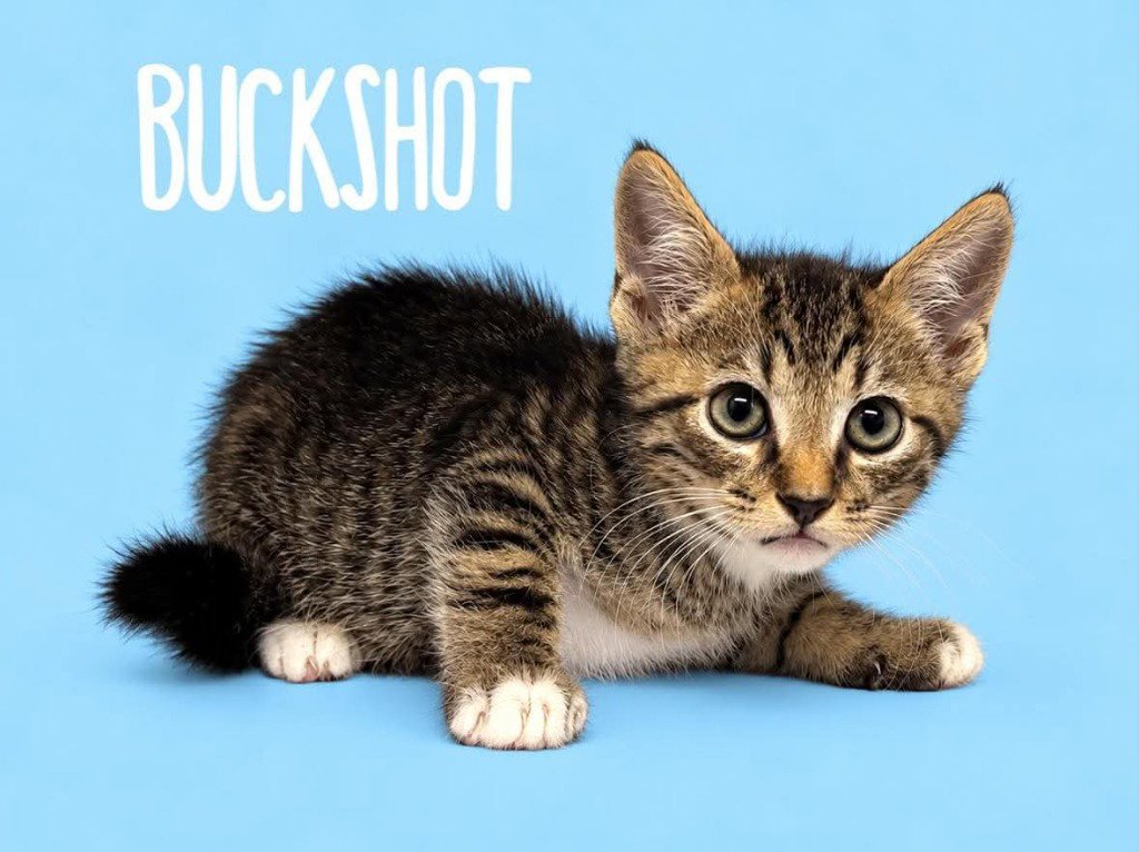Buckshot Image