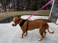 Blaze and Molly (Courtesy Post) - Photo 2